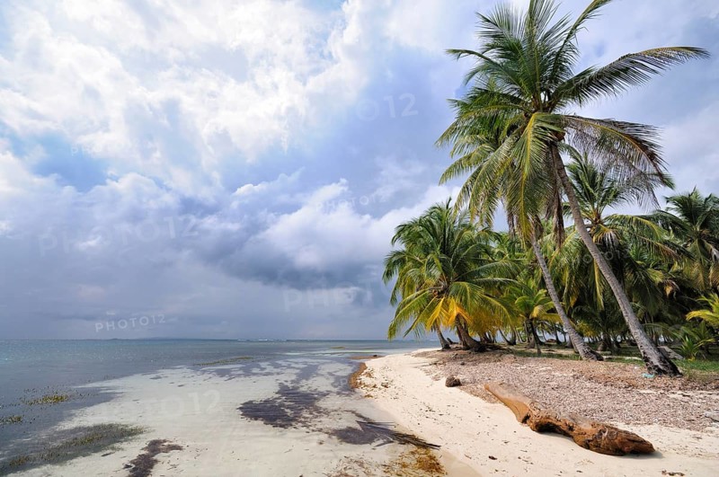 Lonely beach with palm trees