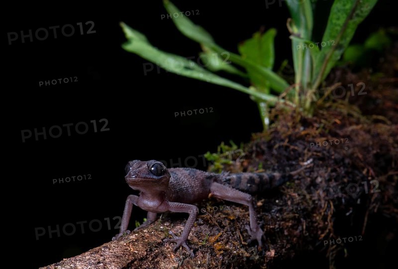 Graceful Madagascar ground gecko (Paroedura gracilis)