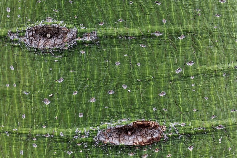 Trunk of the Kurrajong tree (Brachychiton populneus)