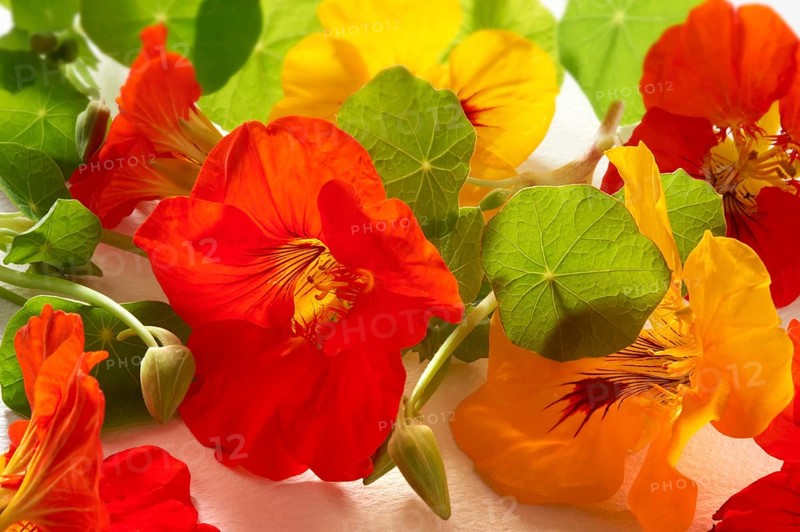 Fresh Nasturtium (Tropaeolum)