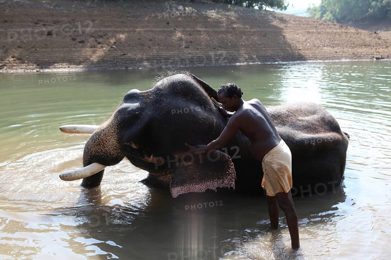Mahout cleaning an Asian Elephant (Elephas maximus)