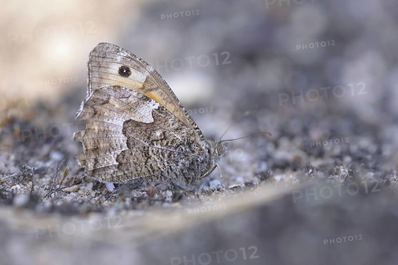 Grayling or Rock Grayling (Hipparchia semele)