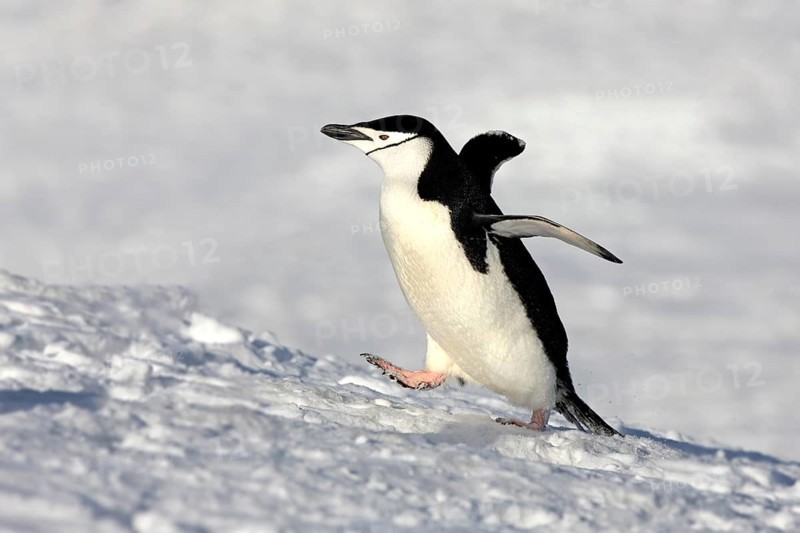 Chinstrap Penguin (Pygoscelis antarctica)