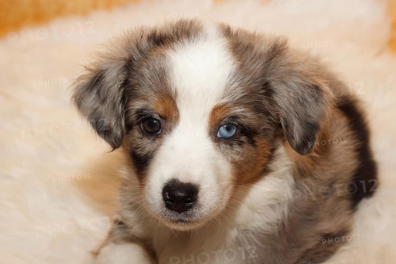 Miniature American Shepherd