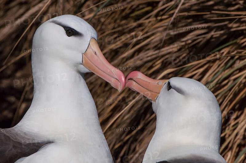 Black-browed Albatross or Black-browed Mollymawk (Thalassarche melanophris) returning to its nest and being welcomed by its brooding partner