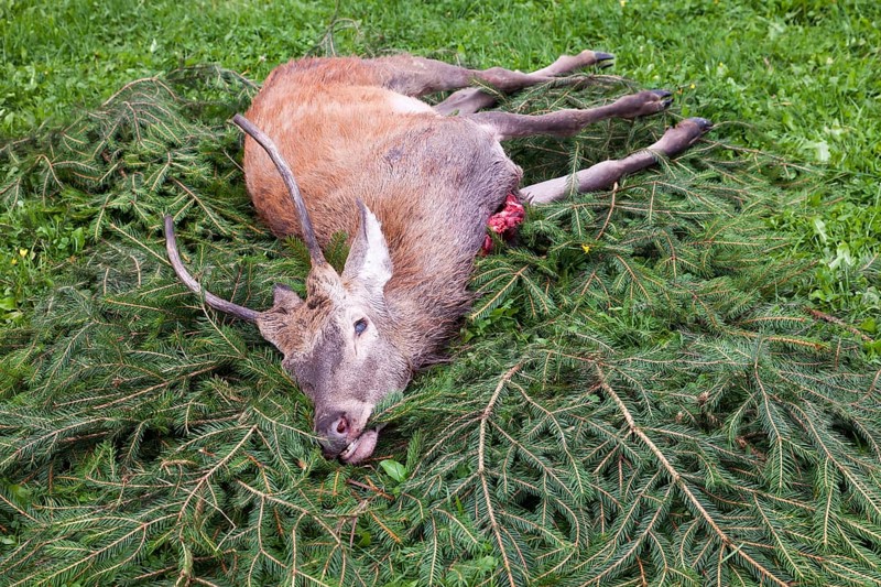 Young hunted down Red Deer (Cervus elaphus)