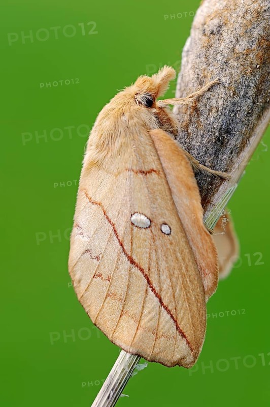 The Drinker (Euthrix potatoria)