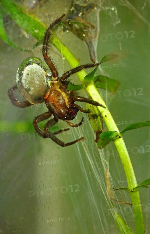 Water Spider or Diving Bell Spider (Argyroneta aquatica)
