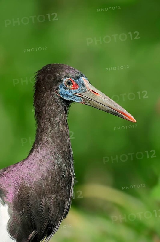Abdim's Stork (Ciconia abdimii)