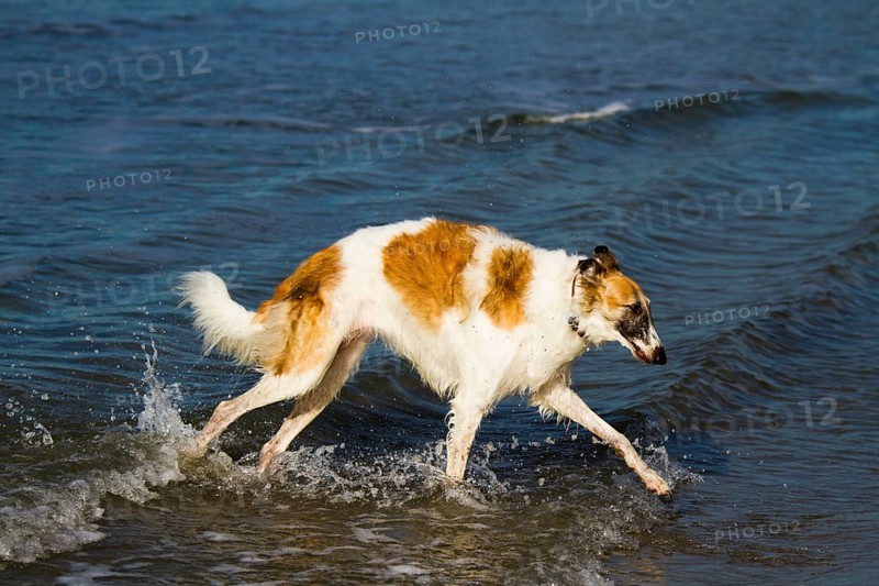 Borzoi or Russian Wolfhound