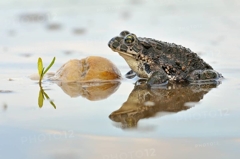 Green Toad (Bufo viridis complex) in an abandoned gravel pit