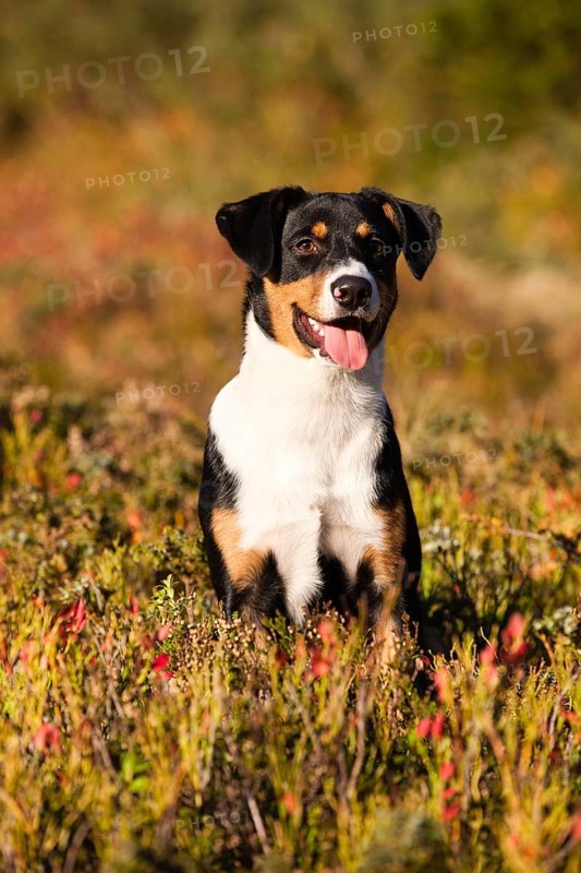 Appenzeller Sennenhund