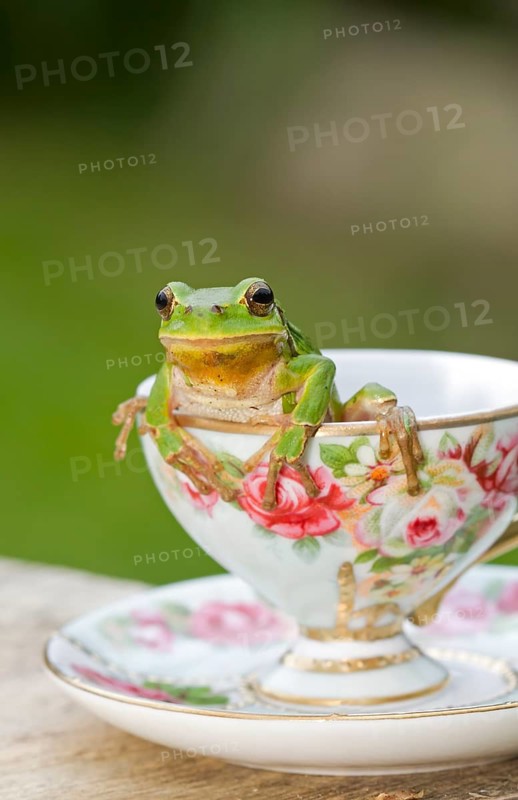 European Tree Frog (Hyla arborea) sitting in a cup