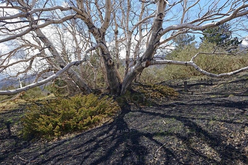 Etna Birch (Betula aetnensis)