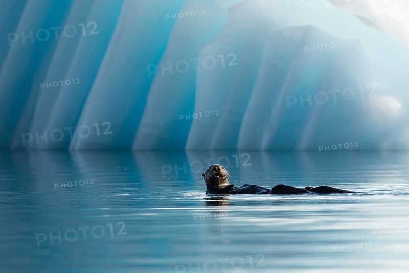 Sea Otter (Enhydra lutris) in front of an iceberg