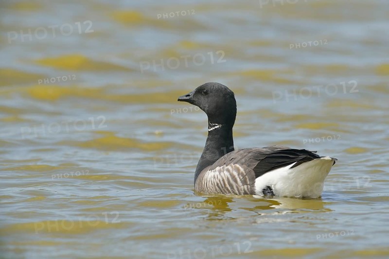 Brant Goose (Branta bernicla)