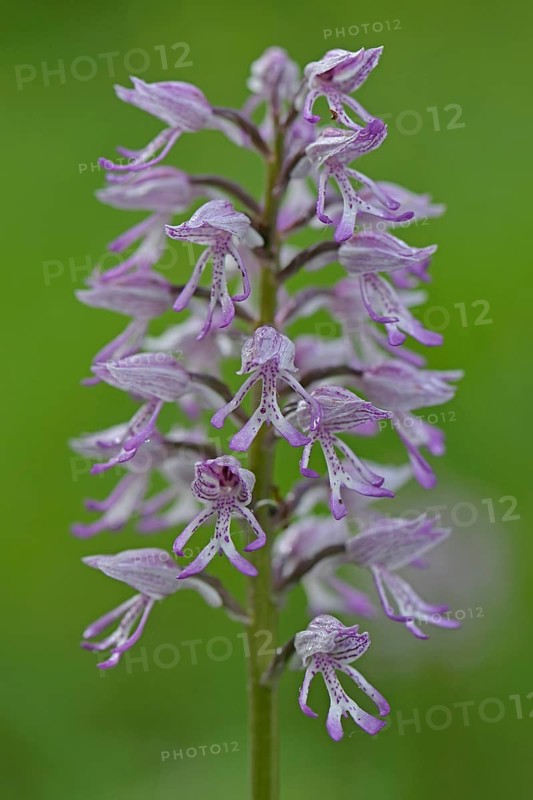 Military Orchid (Orchis militaris)