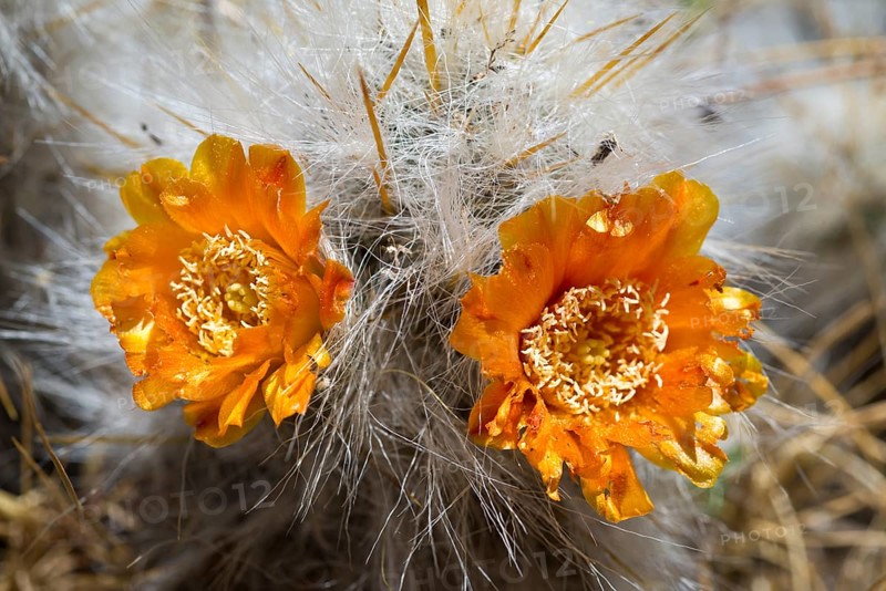 Old Man of The Andes (Oreocereus celsianus)