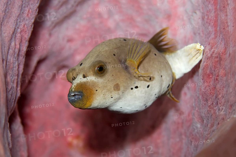 Blackspotted Puffer or Dog-faced Puffer (Arothron nigropunctatus)