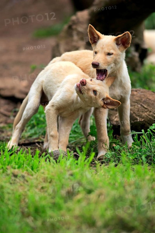 Dingoes (Canis familiaris dingo)