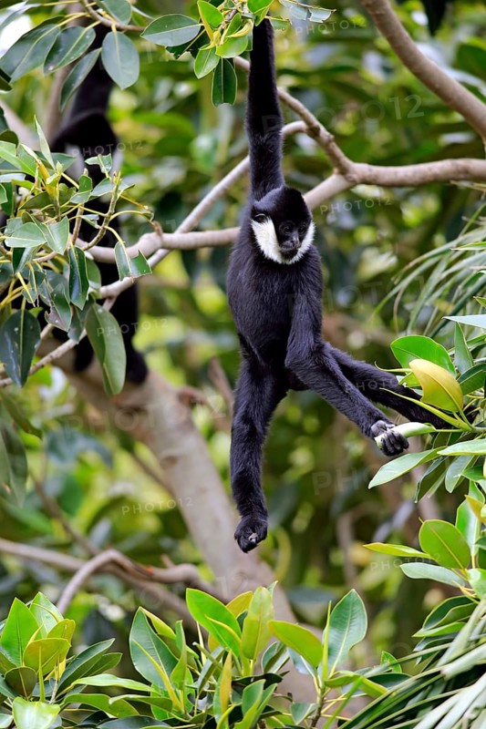 Northern White-cheeked Gibbon (Nomascus leucogenys)