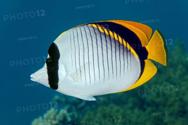 Lined butterflyfish (Chaetodon lineolatus)