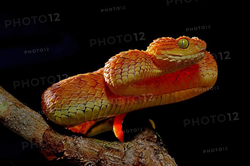 Mayombe Bush-Viper (Atheris squamigera anisolepis)