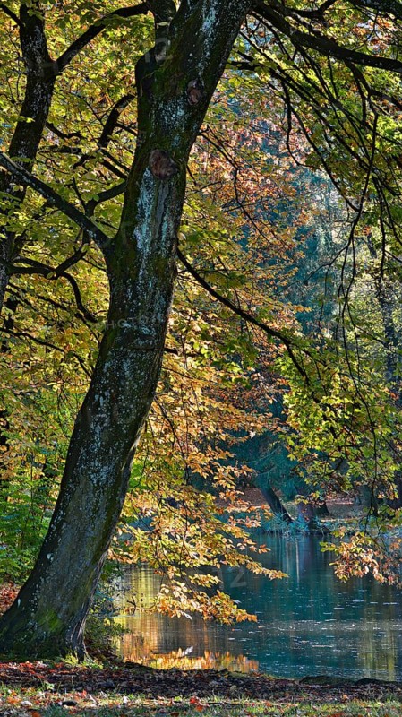 Common Beeches or European Beeches (Fagus sylvatica) in autumn