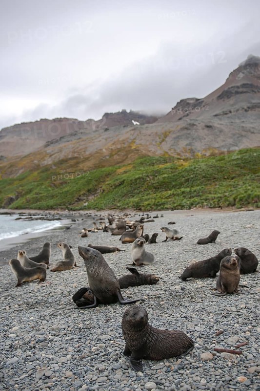 Antarctic Fur Seals (Arctocephalus gazella)