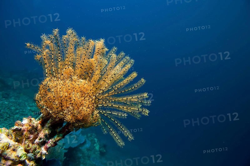 Variable Bushy Feather Star (Comanthina schlegeli)