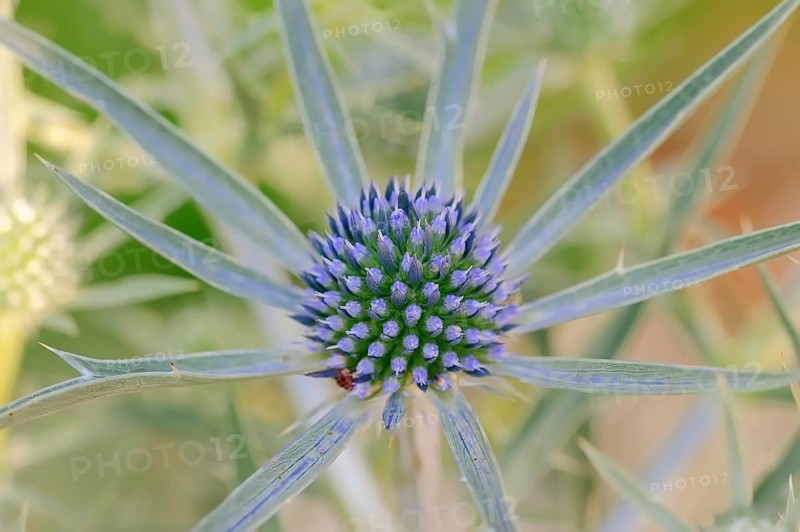 Amethyst Sea Holly (Eryngium amethystinum)