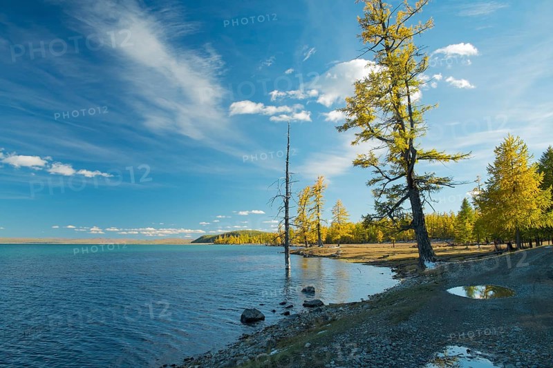 Autumnal colored larch trees on the banks of Khovsgol Nuur