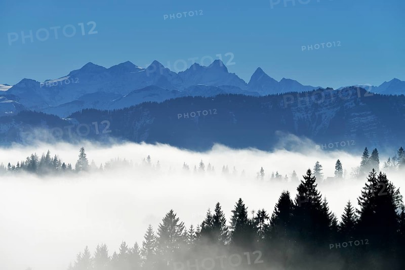 Coniferous forest in fog