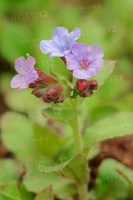 Lungwort (Pulmonaria officinalis)