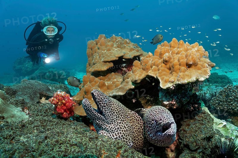 Two Laced Morays (Gymnothorax favagineus) at a coral reef