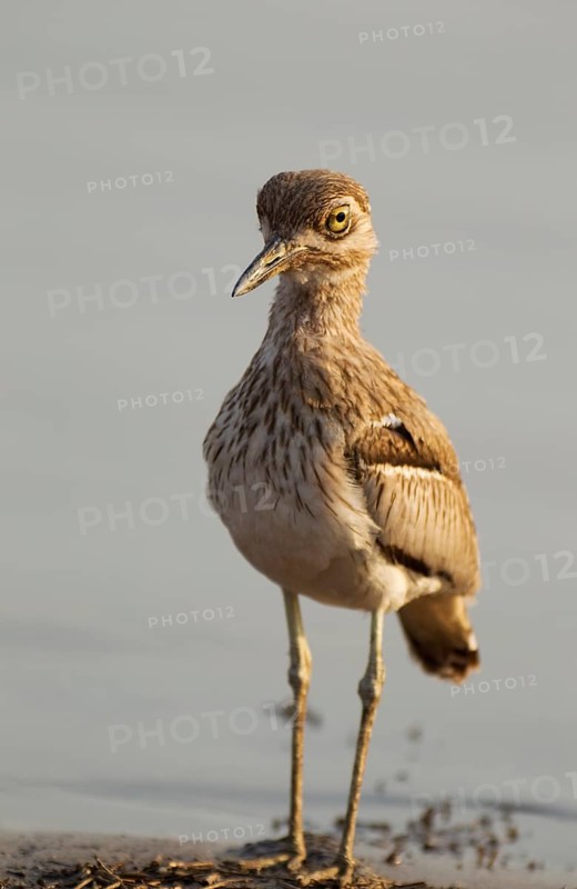 Water Thick-knee (Burhinus vermiculatus) at the lakeshore