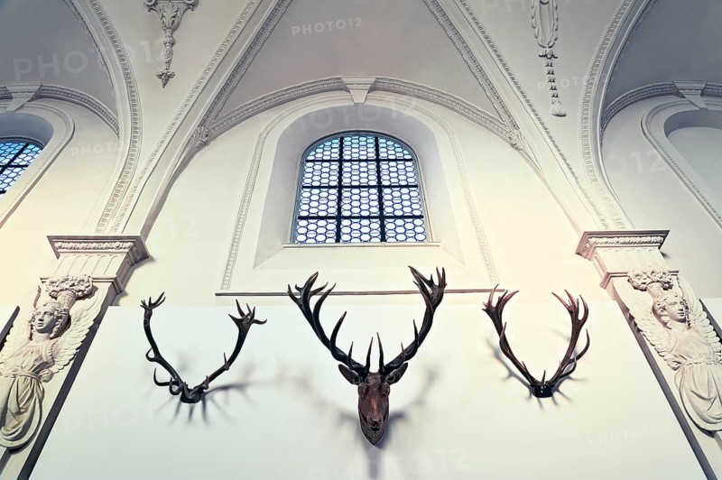 Detail of the antler collection of Count Arco-Zinneberg in the German Hunting and Fishing Museum