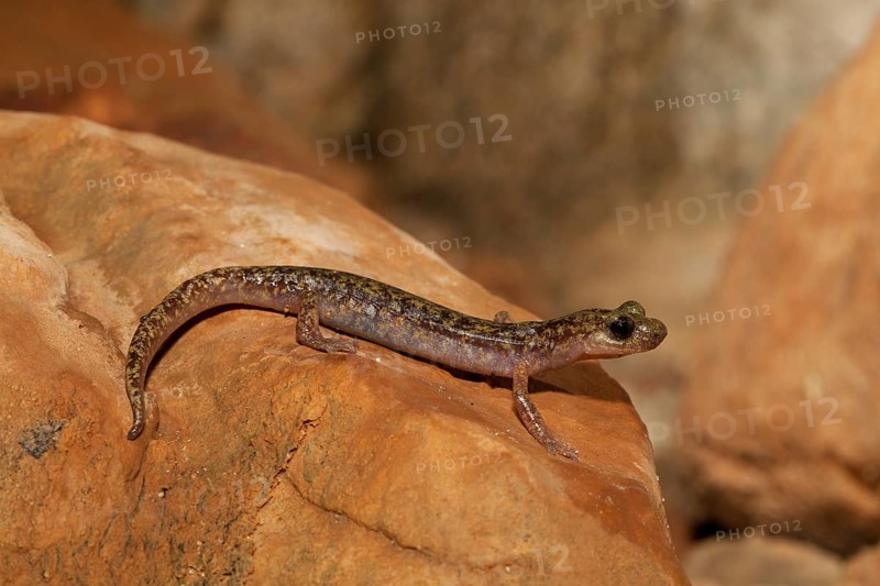 Imperial cave salamander (Speleomantes imperialis)