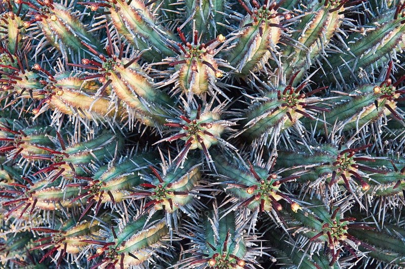 Euphorbia heptagona