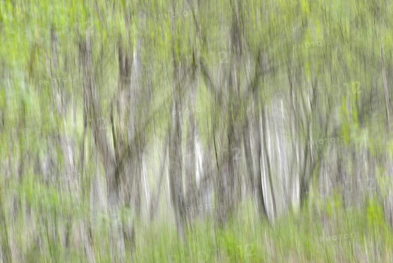 Silver Birches (Betula pendula)