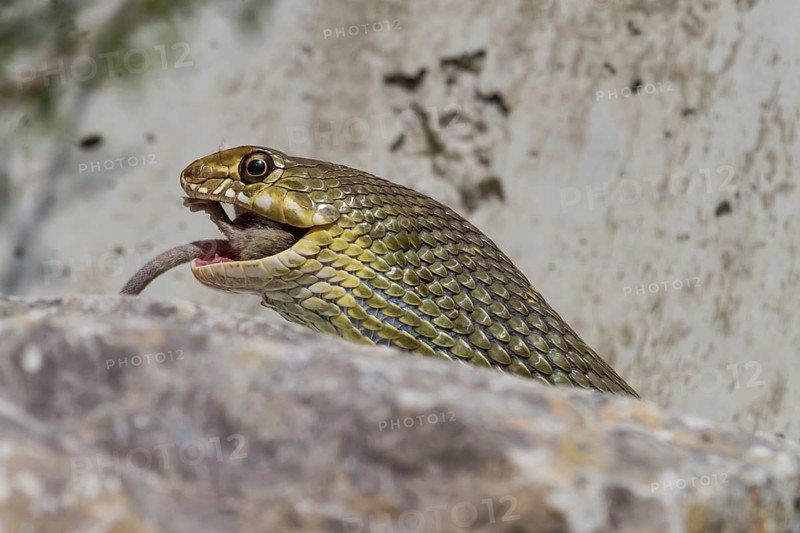 Montpellier Snake (Malpolon monspessulanus
