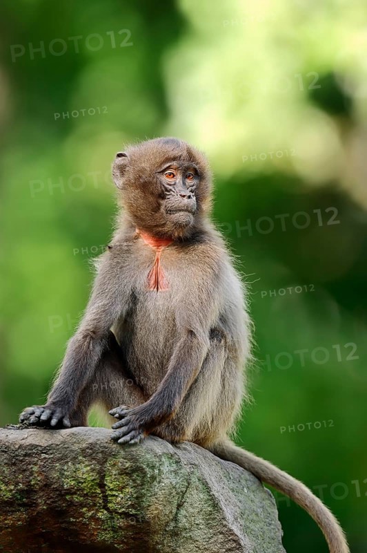 Gelada (Theropithecus gelada)