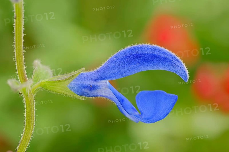 Sage or Gentian Sage (Salvia patens 'Blue Ocean')