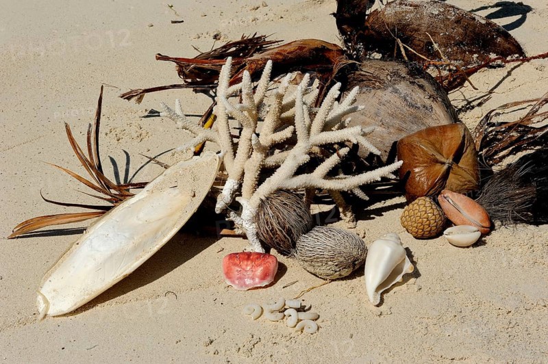 Organic flotsam
