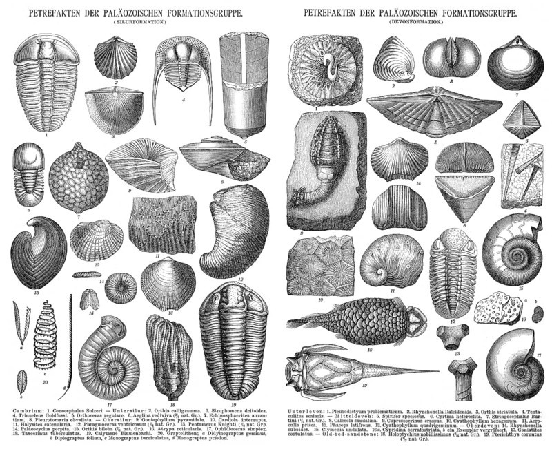 Various fossils