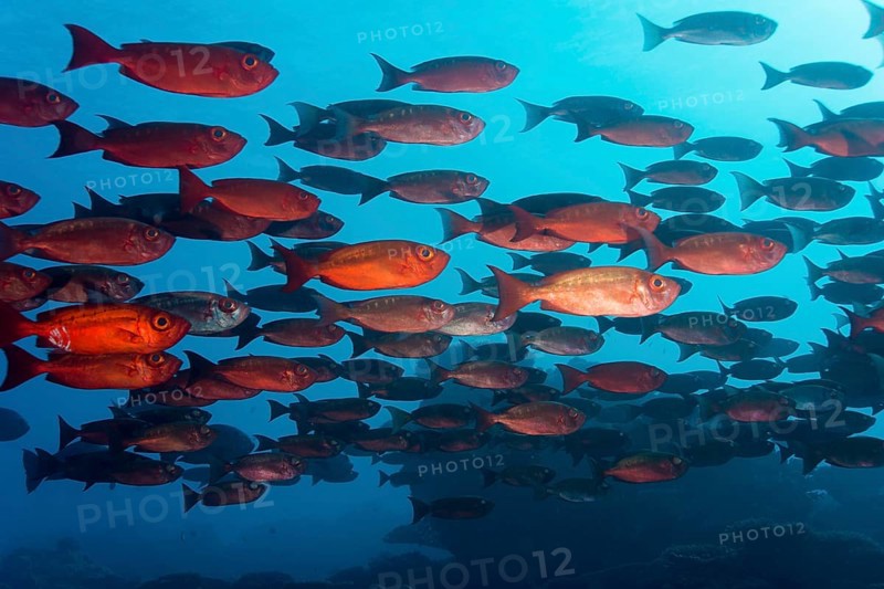 School of Lunar-tailed Bigeye or Moontail Bullseye (Priacanthus hamrur) in a coral reef