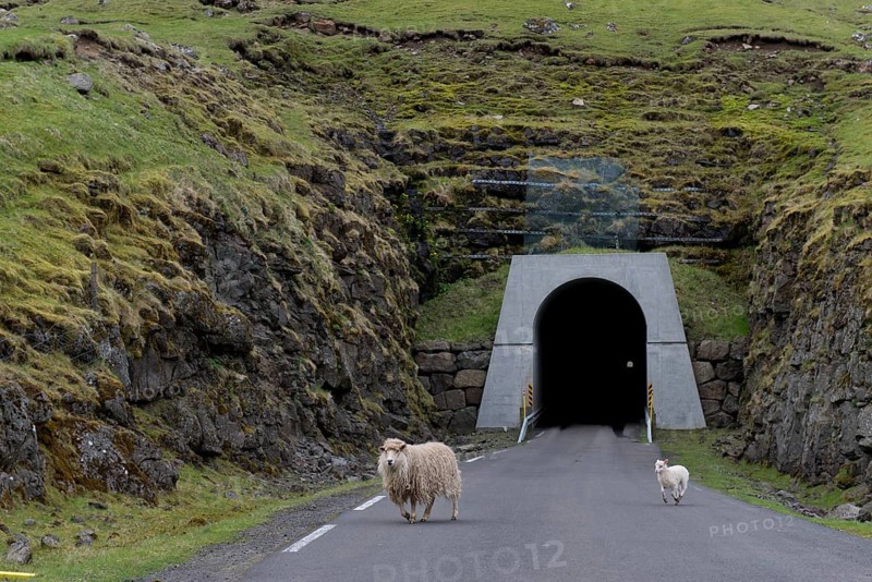 Sheep in front of the single-track tunnel between Husar and Mikladalur
