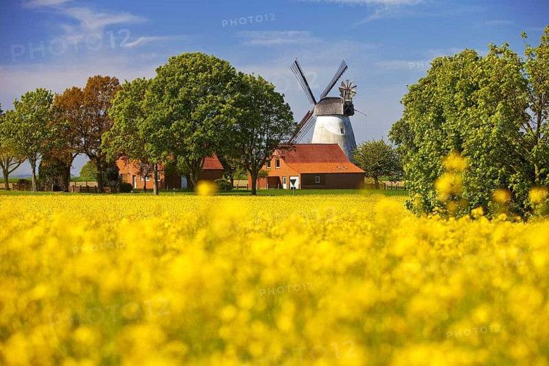 Rape field with windmill Meissen