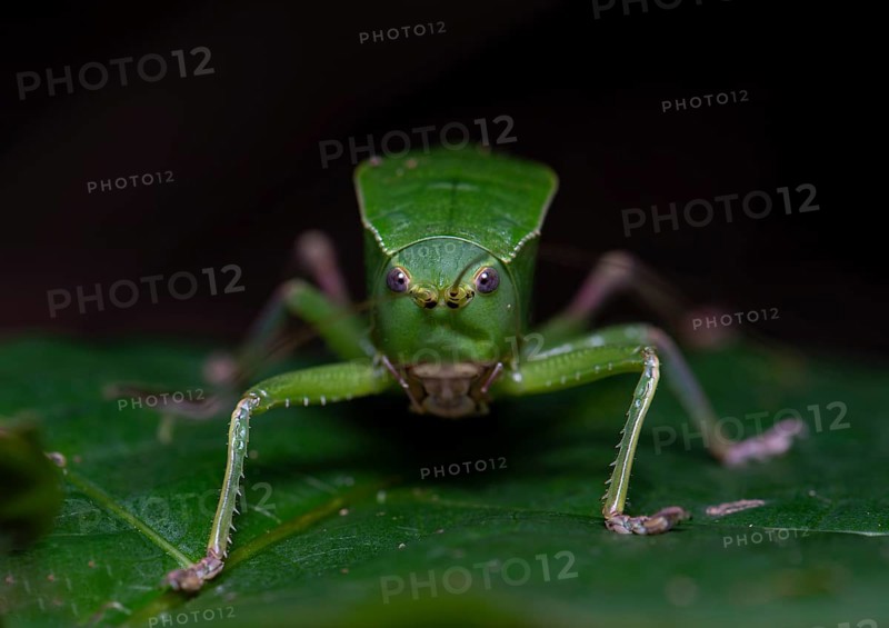 Bull-Katydid (Aspidonotus spinosus)