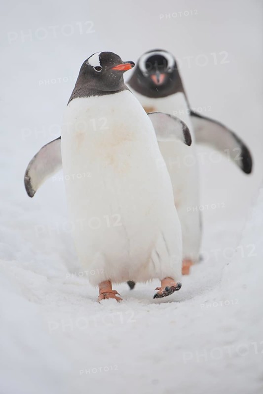 Gentoo penguins (Pygoscelis papua)